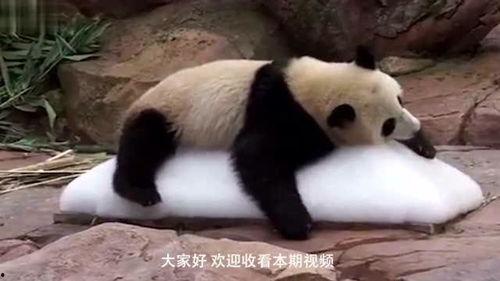 狗子吃瓜搞笑瞬间,萌宠版“笑果”来袭