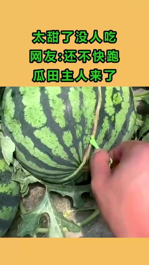 吃瓜的主人,揭秘吃瓜主人的不为人知故事