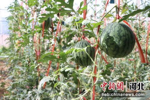 网红小吊瓜,网红美食界的“网红瓜”